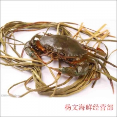 肉蟹  约450g-550g  为保证鲜活，今日21点前下单，预计次日9点至11点送达