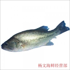 鲈鱼 500g-600g/条 为保证鲜活，今日9点至17点前下单，预计两小时内送达