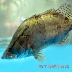 桂鱼 约500g-600g/条  为保证鲜活，需提前预定，今日21点前下单，预计次日9点至11点送达