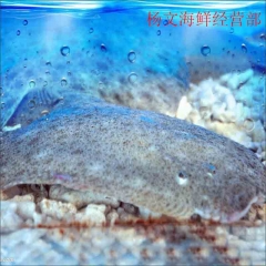 多宝鱼  约500-650g/条 为保证鲜活，需提前预定，今日21点前下单，预计次日9点至11点送达