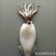 剥皮鲜鱿鱼  500g  今日9点至17点前下单，预计2小时内送达