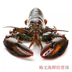 波士顿龙虾  450g-600g/只  今日21点前下单，预计7日内送达