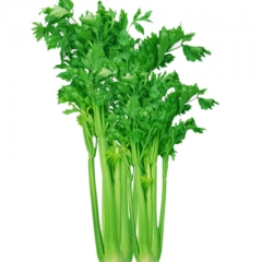 精品香芹  （约200g/份） 12020242