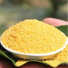 散装小米500g 2900536