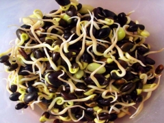 黑豆芽 500g  1894