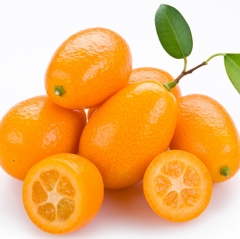 精品金桔（约500g/份）402