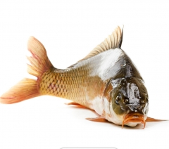 鲤鱼（约1.3kg/条）3364