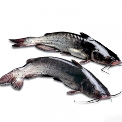 江团鱼（约1.2kg/条）3368