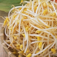 精品土豆芽（约500g/份）2252