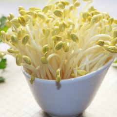 精品黄豆芽（约500g/份）1724